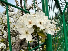 -树山生态村