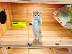 -猫十亿·布偶金渐层·曼基康矮脚猫舍(青年路店)