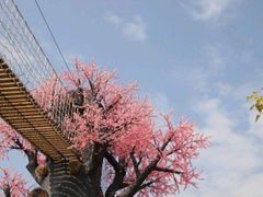 -天适樱花悠乐园