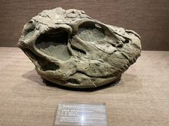 -自贡恐龙博物馆