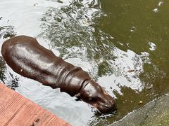 -清迈夜间动物园