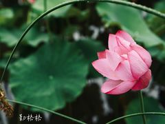 -大宁公园