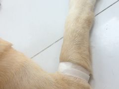 -邢大夫动物医院