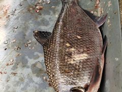 -金台阶鱼馆(于桥水库店)