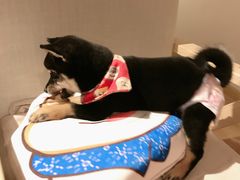 -柴犬小屋·柴餐厅·狗咖食堂(金鼎广场店)