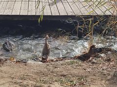 -野鸭湖国家湿地公园