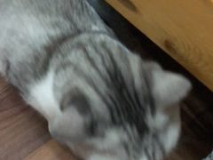 -艾贝尔宠物诊疗