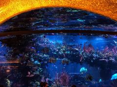 -迪拜帆船酒店海底餐厅