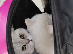 -喜多萌中农锦绣动物医院24H·猫科·牙科MRI·CT