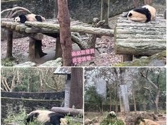-都江堰中华大熊猫苑