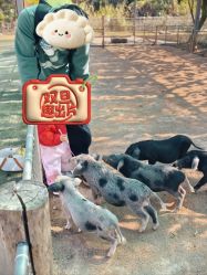 -阿菠萝小猪农场·萌宠乐园·亲子游·研学