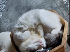 -more than meow吴止猫主题餐厅(承德 中船汇店)