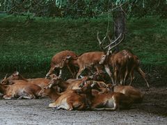 -北京野生动物园