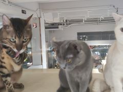 -more than meow吴止猫主题餐厅(承德 中船汇店)