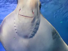 -正佳极地海洋世界