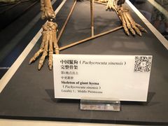-北京周口店北京人遗址博物馆