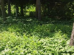 -黑龙江省森林植物园