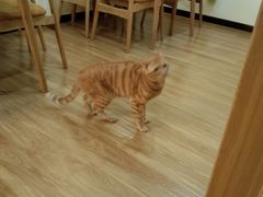 -滚猫咖啡·猫咖·猫友好撸猫(未来城店)