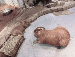 -Zoolung Zoolung动物主题公园(海信广场店)