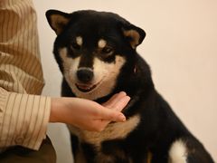-是阿柴呀！柴犬咖啡·爱喵喵猫咖