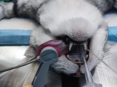 -关爱宠物医院·猫科中心·消化科(滨湖万达分院)