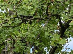 -上海佘山国家森林公园天马山园