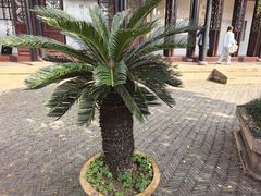 -金鼎轩(方庄店)