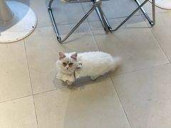 -怪兽屋·羊驼·猫咖·狗咖(俊华广场店)