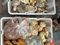 -九溪蒋记菌子宴