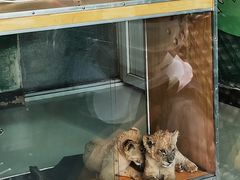 -大连森林动物园