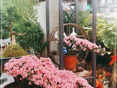 -大自然花鸟鱼虫市场