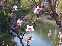 -顾村公园