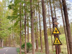 -黄海国家森林公园