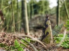 -巴奴毛肚火锅(相州店)