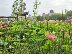-莲花池公园
