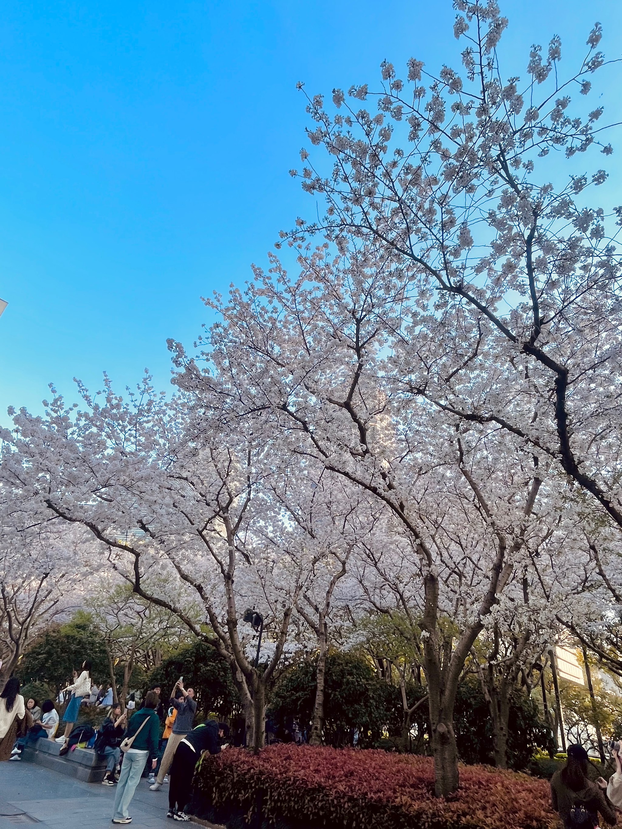 济源世纪广场樱花图片