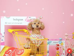 -超宠爱宠物摄影-Super pet