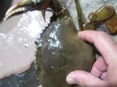 -阳江餐厅·30年老字号·粤菜海鲜大排档
