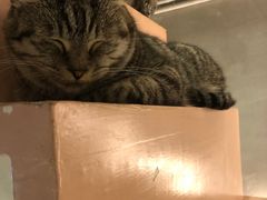 -猫儿山۰猫主题餐厅