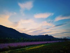 -径山花海