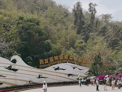 -西双版纳原始森林公园