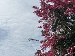 -莲花山公园
