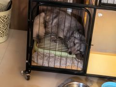 -宠颐生宠物医院·异宠猫科内科·诊疗中心宠巢店