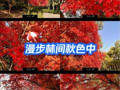 -美丽洲堂