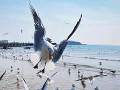 -青岛海滨风景区
