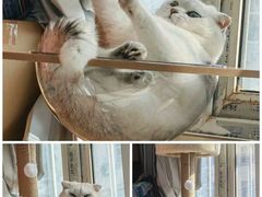 -艾吉宠物医院·疑难杂症转诊中心·猫友好(碧江路院)