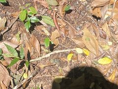 -石台牯牛降景区