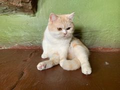 -猫猫幼稚园·撸猫·桌游·电玩