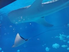 -烟台海昌鲸鲨海洋公园