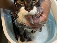 -PETKIT小佩宠物·低压洗护(国顺东路店)